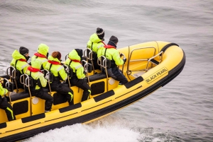 Reykjavik: Whale Watching by RIB Speedboat