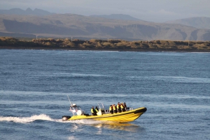 Reykjavik: Whale Watching by RIB Speedboat