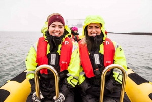 Reykjavik: Whale Watching by RIB Speedboat