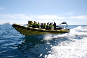 Reykjavik: Whale Watching by RIB Speedboat