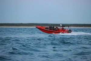 Reikiavik: Avistamiento de ballenas en lancha rápida RIB