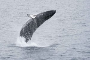 Reykjavik: walvissen spotten per RIB-speedboot