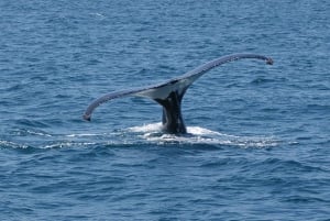 Reykjavik: observação de baleias em lancha RIB