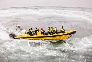 Reykjavik: Walbeobachtung mit dem RIB-Schnellboot