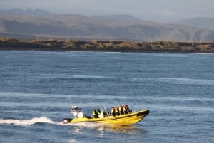 Fra Reykjavik: Hvalsafari med RIB-speedbåd