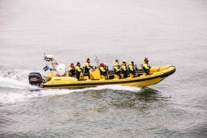 Reykjavik: Hvalsafari med RIB Speedboat