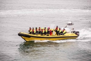 Fra Reykjavik: Hvalsafari med RIB-speedbåd