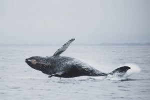 Reykjavik: avvistamento di balene in motoscafo RIB