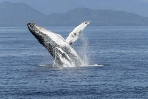 Reykjavik: Walbeobachtung mit dem RIB-Schnellboot