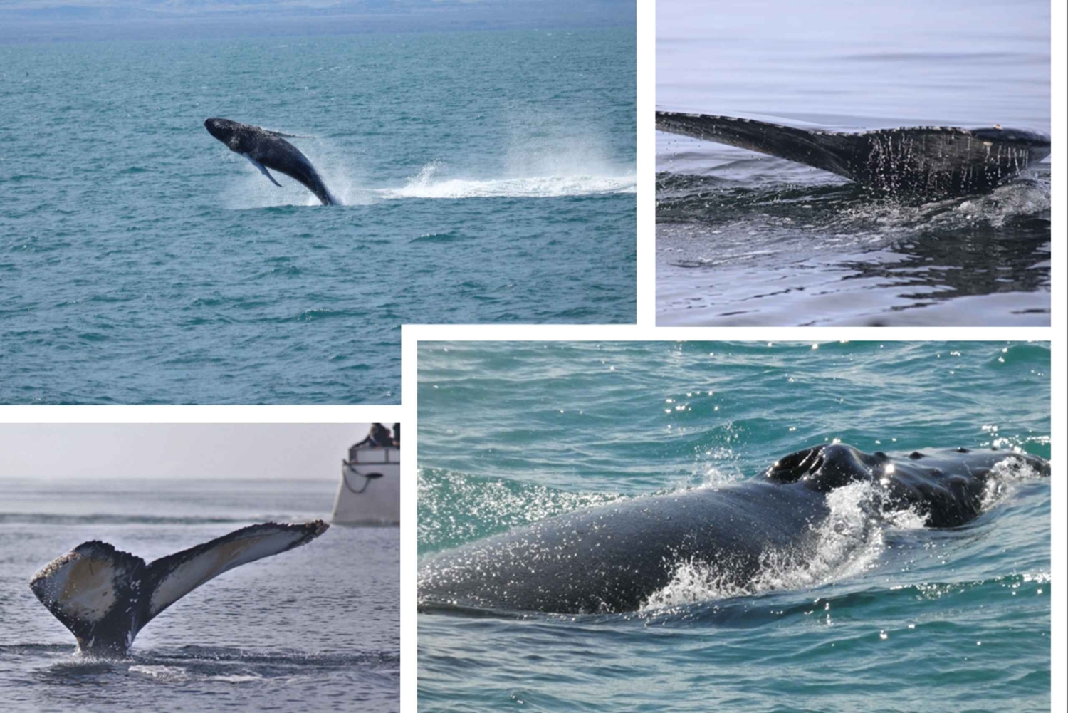 Рейкьявик: круиз с наблюдением за китами и комбинированный билет FlyOver