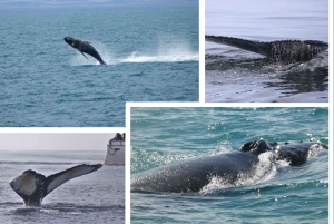 Рейкьявик: круиз с наблюдением за китами и комбинированный билет FlyOver
