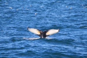 Рейкьявик: круиз с наблюдением за китами и комбинированный билет FlyOver