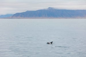 Reykjavík: Whale Watching Cruise on the Amelia Rose Yacht