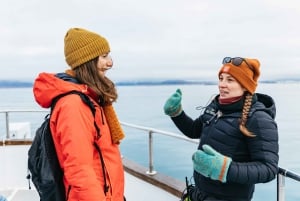 Reykjavík: Valskådningsutflykt på Amelia Rose Yacht