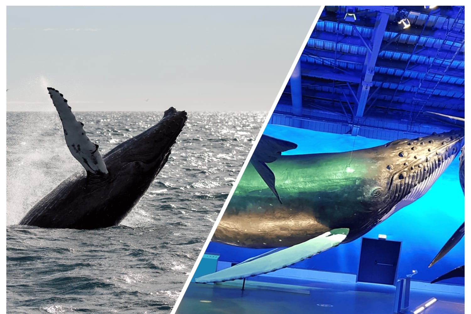 Reykjavik: Excursão de observação de baleias e exposição de baleias