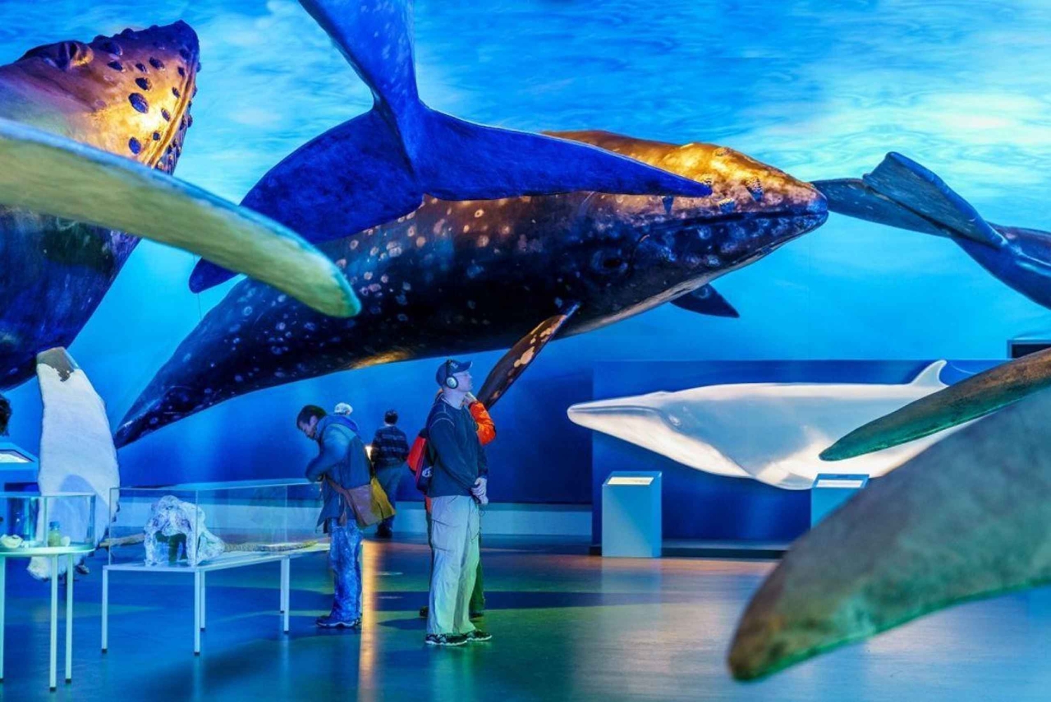 Reykjavik: Excursão de observação de baleias e exposição de baleias
