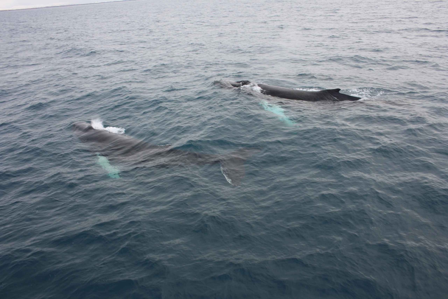 Reykjavik: Excursão de observação de baleias e exposição de baleias