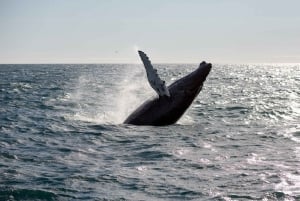 Reykjavik: Whale Watching Excursion & Whale Exhibition