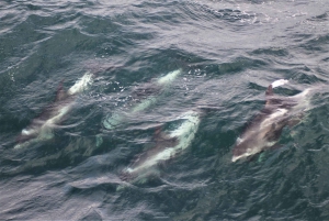 Reykjavik: Excursão de Observação de Baleias e Exposição de Baleias