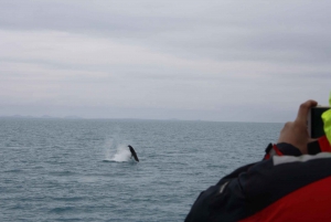 Reykjavik: Whale Watching Excursion & Whale Exhibition: Whale Watching Excursion & Whale Exhibition