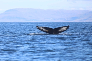 Reykjavik: Whale Watching Excursion & Whale Exhibition