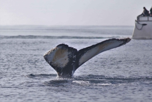Reykjavik: Whale Watching Excursion & Whale Exhibition