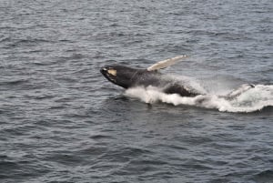 Reykjavik: Whale Watching Excursion & Whale Exhibition
