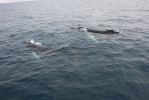 Reykjavik: Excursão de observação de baleias e exposição de baleias