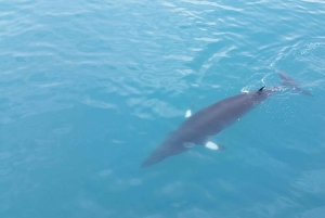 Reykjavik: Excursão de observação de baleias e exposição de baleias