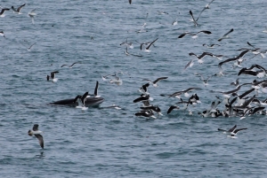Reykjavik: Excursão de observação de baleias e exposição de baleias