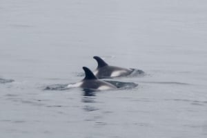 Reykjavik: Excursão de observação de baleias e exposição de baleias