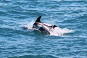 Reykjavik: Excursão de observação de baleias e exposição de baleias
