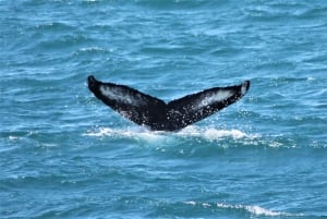 Reykjavik: Excursão de observação de baleias e exposição de baleias