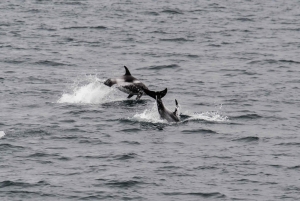 Reykjavik: Excursão de observação de baleias e exposição de baleias