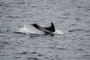 Reykjavik: Excursão de observação de baleias e exposição de baleias