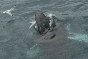 Reykjavik: Excursão de observação de baleias e exposição de baleias
