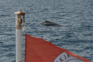 Reykjavik: Excursão de observação de baleias e exposição de baleias