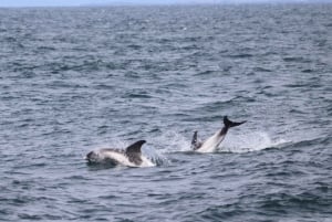 Reykjavik: Excursão de observação de baleias e exposição de baleias