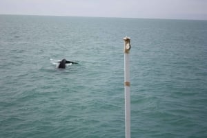 Reykjavik: Excursão de observação de baleias e exposição de baleias