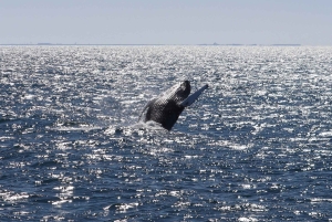 Reykjavik: Excursão de observação de baleias e exposição de baleias