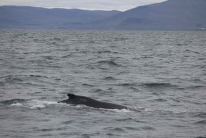 Reykjavik: Whale Watching Excursion & Whale Exhibition