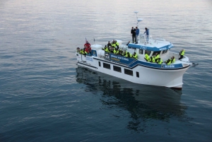 Reykjavik: Hvalsafari Express