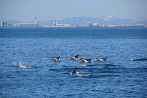 Reykjavik: Hvalsafari Express