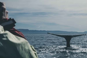 Reykjavík: Whale Watching from a Luxury Yacht