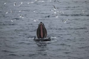 Reykjavik: obserwacja wielorybów w zatoce Faxaflói i pokaz lawy na żywo