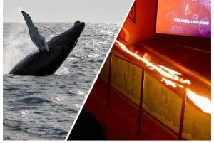 Reykjavik : Observation des baleines dans la baie de Faxaflói et spectacle de lave en direct