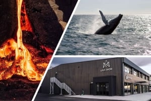 Reykjavik : Observation des baleines dans la baie de Faxaflói et spectacle de lave en direct