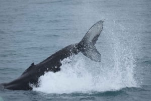 Reykjavik : Observation des baleines dans la baie de Faxaflói et spectacle de lave en direct
