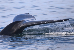 Reykjavik: Morgenekspedisjon med hvalsafari