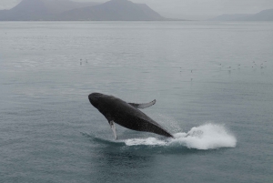 Reykjavik: Expedição matinal para observação de baleias